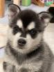 2 seltene reinrassige und wunderschöne Alaskan Klee Kai Rüden abzugeben