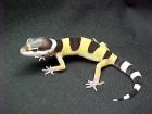 Leopardgecko NZ 2022 abzugeben