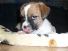 Jack-russel shih-tzu mix