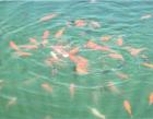 Verkaufe Goldfische
