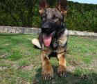 Deutscher Schäferhund Rüde