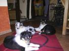 2 Colliewelpen Rüden