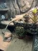 Bartagame seltene Farbe 5 Monate jung