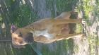 Traumhund sucht
