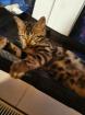 Süsse Bengal Kitten in vielen Farben