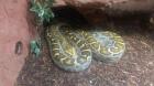 Tigerpython