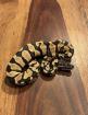 Königspython Jungtiere Ballpython