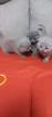 Kitten Scottish Fold