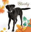 Blacky ist ein sehr braver freundlicher und hübscher Hundebub