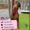 Nilo M 4 Jahre 65 cm Slowakei