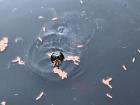 Auffangstation für Wasserschildkröten