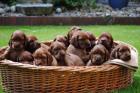 Jetzt aussuchen nach dem Urlaub abholen 10 Irish Settter Welpen