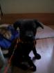 Labradormischlingswelpe