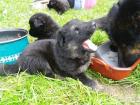 Typvolle altdeutsche Schäferhundewelpen lackschwarz und schwarz mit braunen Abz