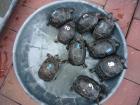 Babies der Riesenlandschildkröte Aldabrachelys gigantea mit Papieren Aldabra Lan