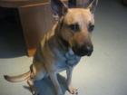 Schaferhund Mix 2 Jahre alt