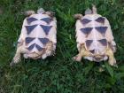 1 1 Breitrandschildkröten NZ 012