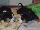 Große Schweizer Sennenhundwelpen