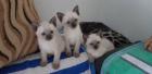 Siam Seal Point Kitten Kassel