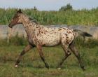 Knabstrupper x Trakehner Vielseitigkeitspferd