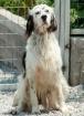 Etien - der English Setter -Mix musste nach einem Bandscheibenvorfall mühsam wie