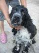 Cocas sucht ein neues Zuhause