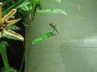 Jungferngecko