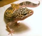 Super Angebot der Woche Leopardgeckos Raum Frankfurt abzugeben