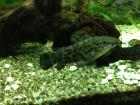 Fiederbartwelse - Synodontis eupterus