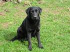 Freundliche Labradorhündin schwarz 3 Jahre sucht neues liebes Zuhause