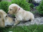 Wurfankündigung Sommer 2022 wir planen einen neuen letzten Wurf Golden Retriev