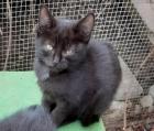 Schwarze Kitten suchen dringend ein Zuhause aus dem Tierschutz / gechipt