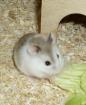 Roborowski Zwerghamster Hamster