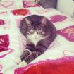 Ältere liebe Freigänger Hauskatze