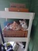 Katzen Familie sucht ein Zuhause auf Lebenszeit