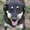 Zumby sucht ein Zuhause
