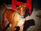 4 kleine Boxerwelpen