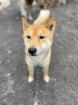 Ichigo - lieb schüchtern - Shiba Inu Mix