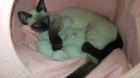 5 reinrassige Thai Siam Seal Point Kitten