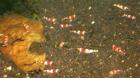 Crystal Red / Red Bee div. Grades und weitere Garnelenarten zb Babaulti yellow
