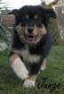 Reinrassige Australian Shepherd Welpen männlich