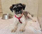 Dembe - lieb aktiv verträglich - Shih-Tzu-Mischling