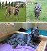 American Bandogge Mastiff