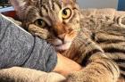 Sehr hübsches Katzenmädchen