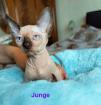 Canadische Kanadische Sphynx Kitten mit Stammbaum