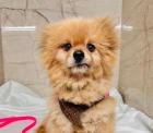 Bangladesh - Pomeranian-Mix - lieb schüchtern ruhig