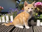 Süße sehr zahme Kitten ein seltenes orangenes Kätzchen