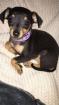 Mini Zwerg Pinscher Mädchen