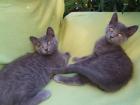 Vier kleine Katzen / Kätzchen / Kitten