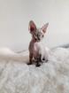 Zwei Mädchen und einen Junge von Devon Rex